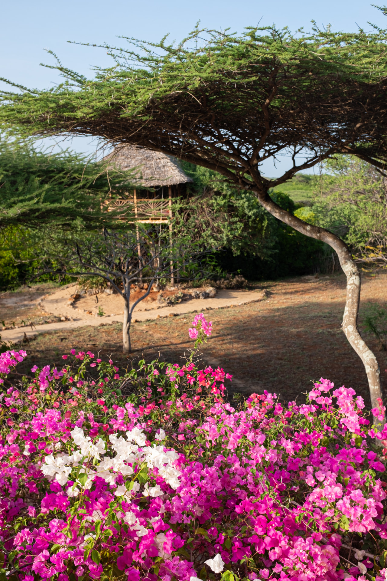 The Mkoko House treehouse seen through a canopy of pink and white bougainvillea