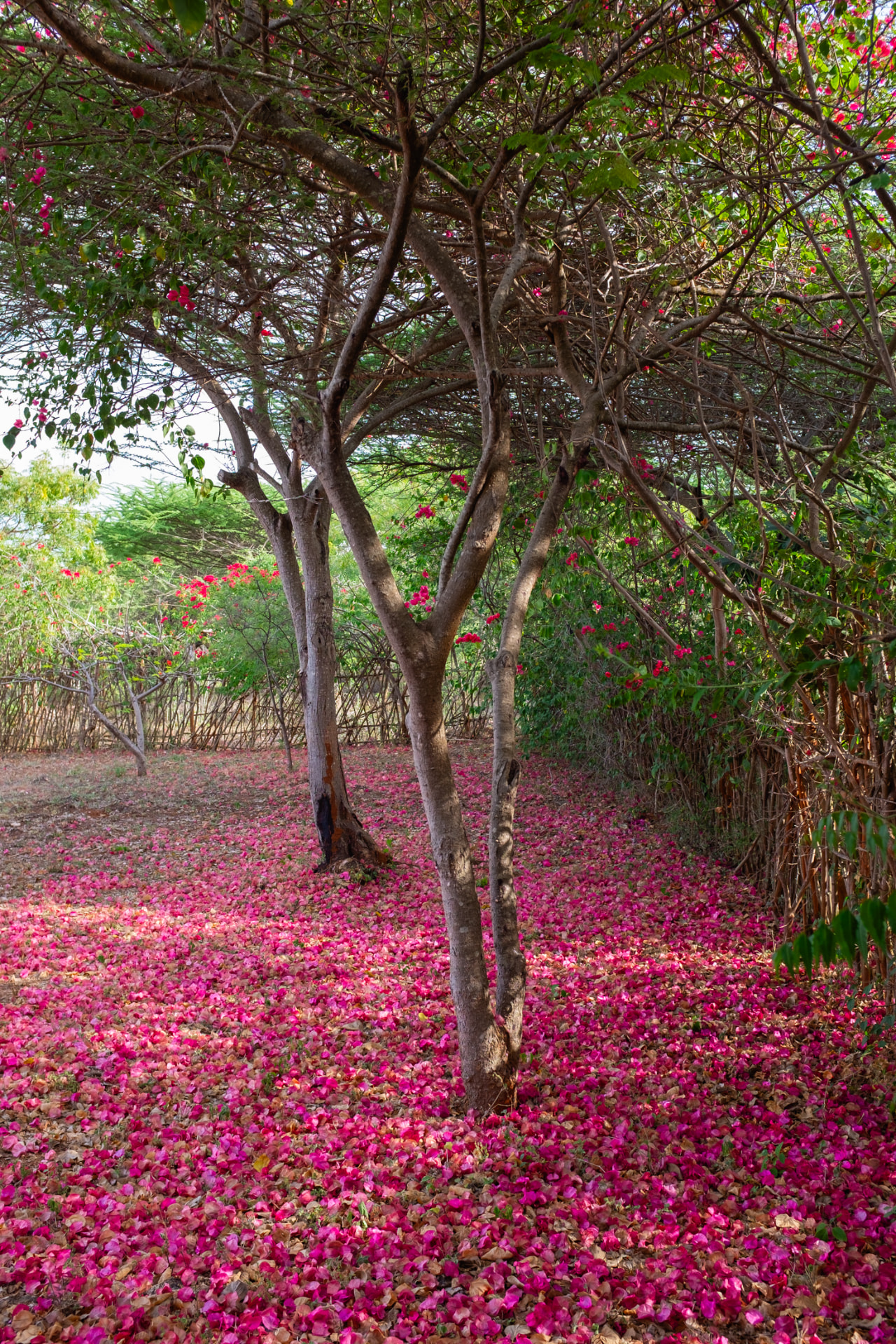 A carpet of fallen pink bougainvillea petals beneath the trees in the Mkoko House garden