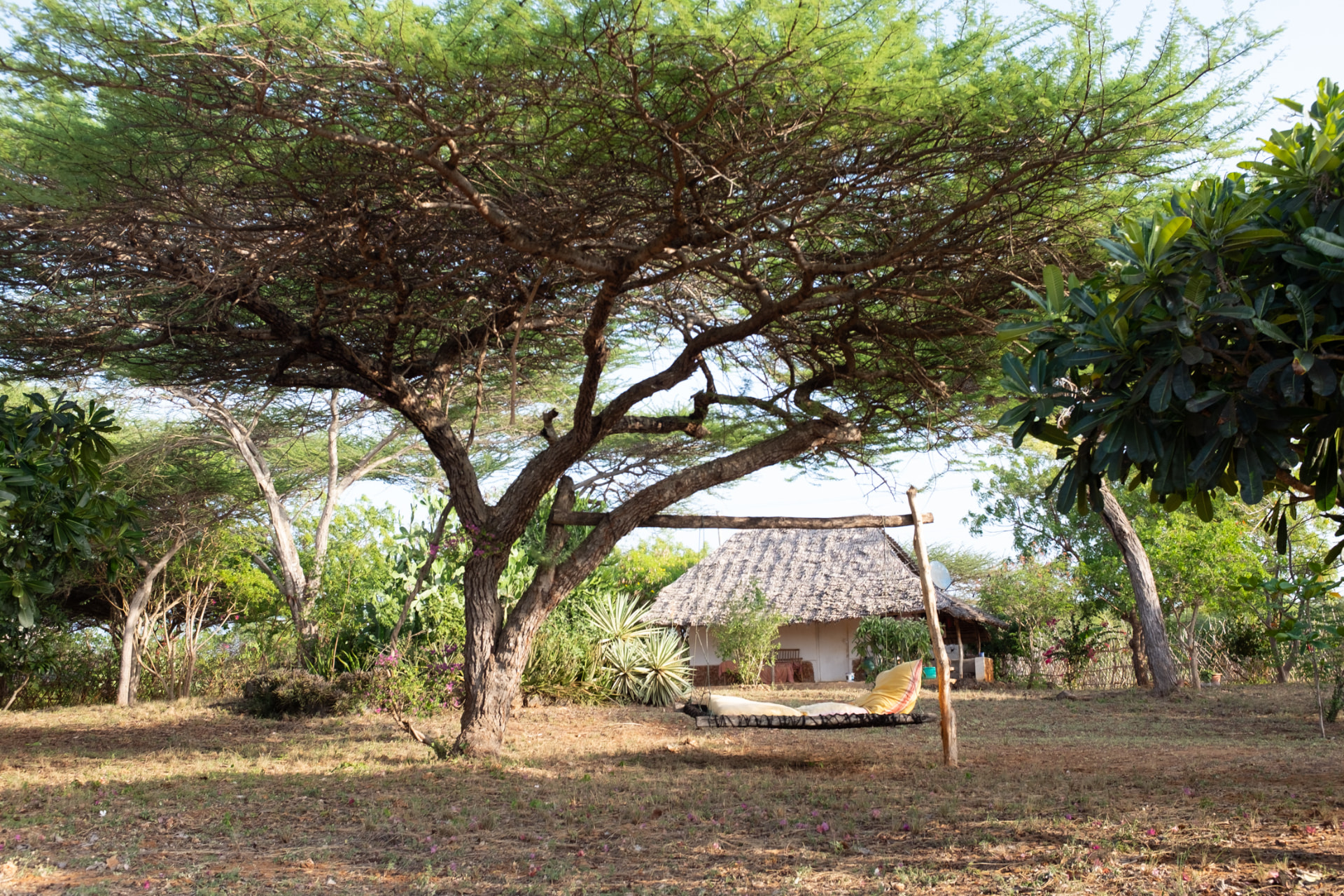 Happy Man House, Idi's home next door to Mkoko, with a shaded daybed beneath acacia trees