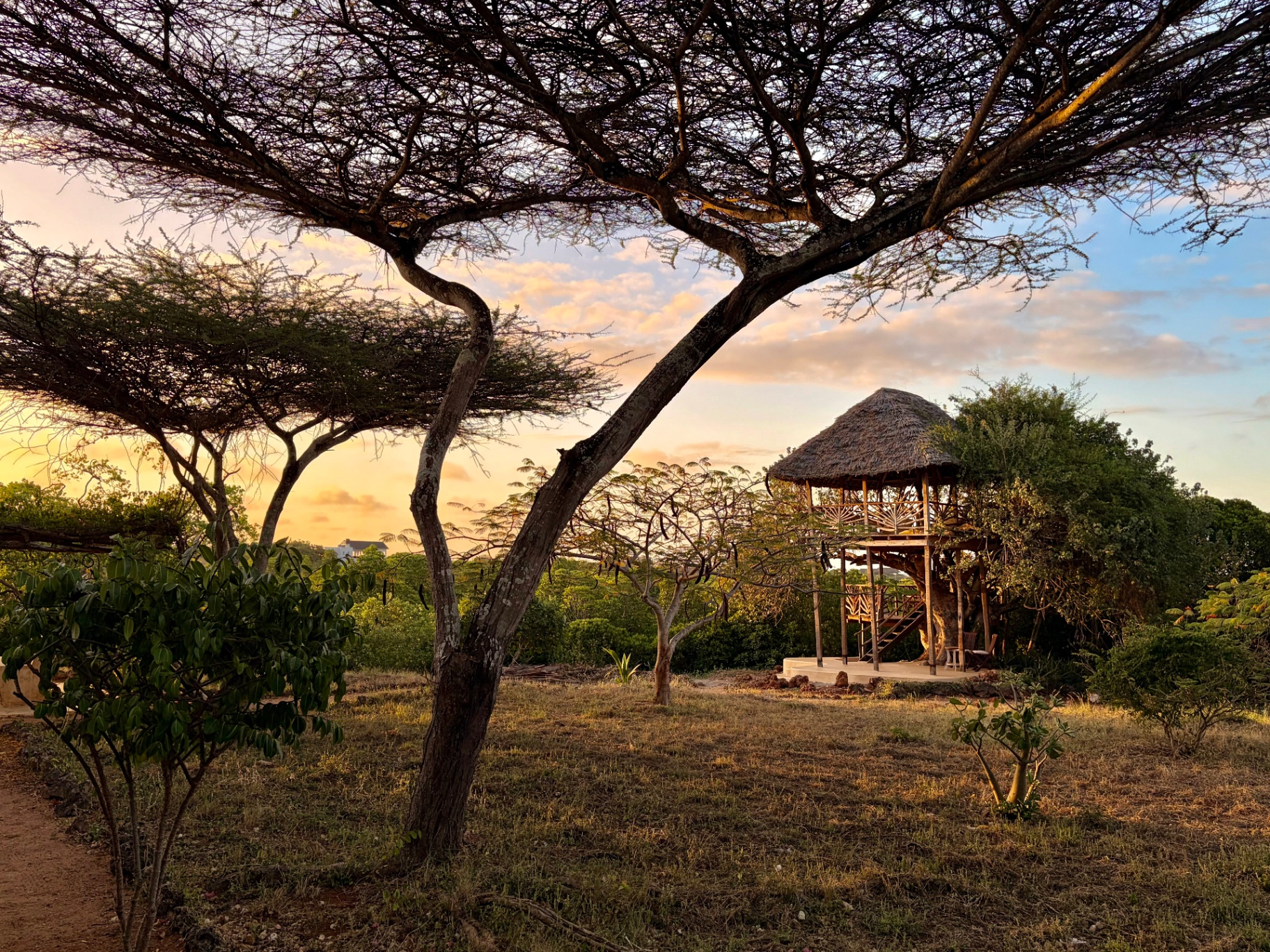 The thatched treehouse at Mkoko seen across the garden at sunset, framed by a spreading acacia tree
