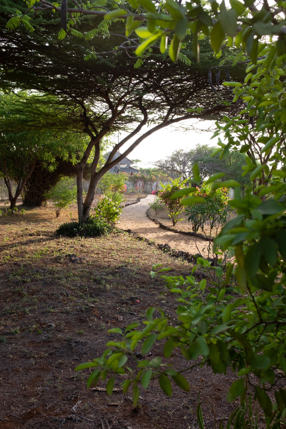 A sandy path curving through the garden towards the house in the late afternoon light