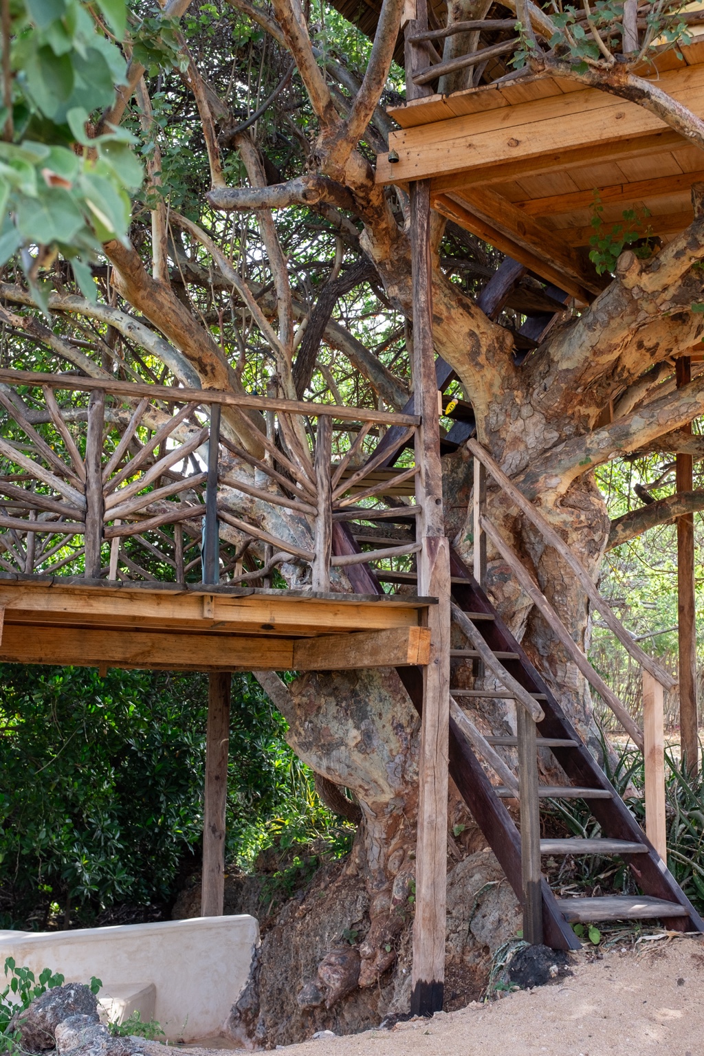 Timber stairs winding up around a mature tree to the treehouse in the Mkoko House garden