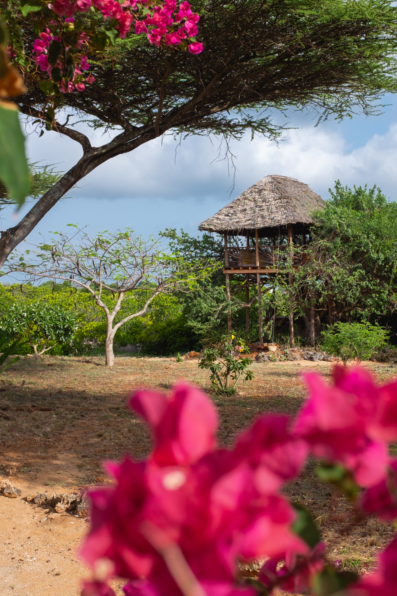 The Mkoko House treehouse rising above the garden, framed by bright pink bougainvillea